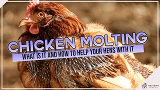 Dealing with Chickens Molting