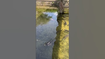 Cá koi bơi đầy dưới sông ở Nhật #nhatban