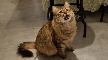 I meow, mrrp, meow and mrrp.