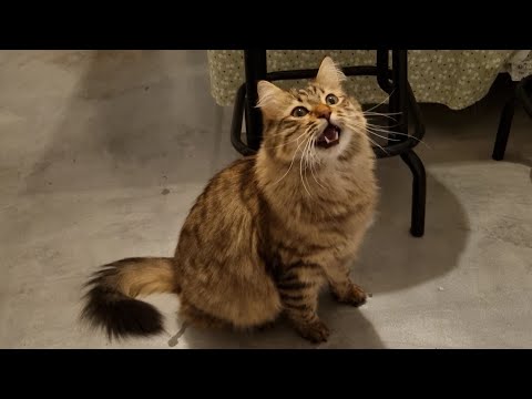 I meow, mrrp, meow and mrrp.