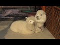 東武動物公園 アルパカ | Tobu Zoo Alpaca