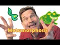 Understanding Metamorphosis