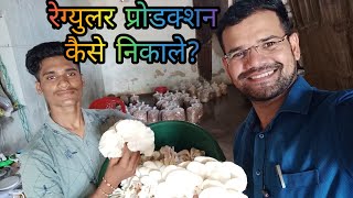 ऑईस्टर मशरूम का रेग्युलर प्रोडक्शन कैसे निकाले? Part - 1 || Oyster & Milky Mushrooms ||Team GBS