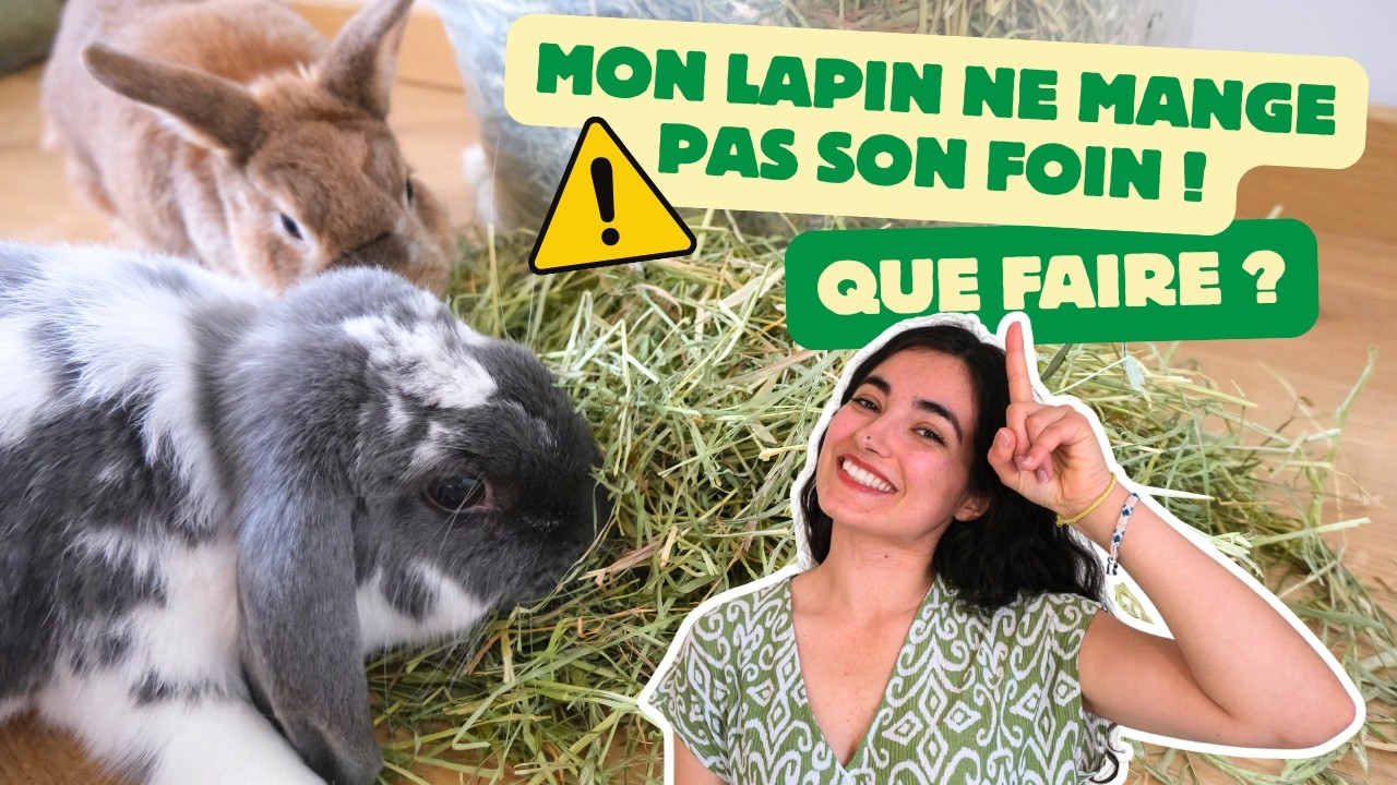 SOS MON LAPIN NE MANGE PAS DE FOIN 😯 Comment faire ?!