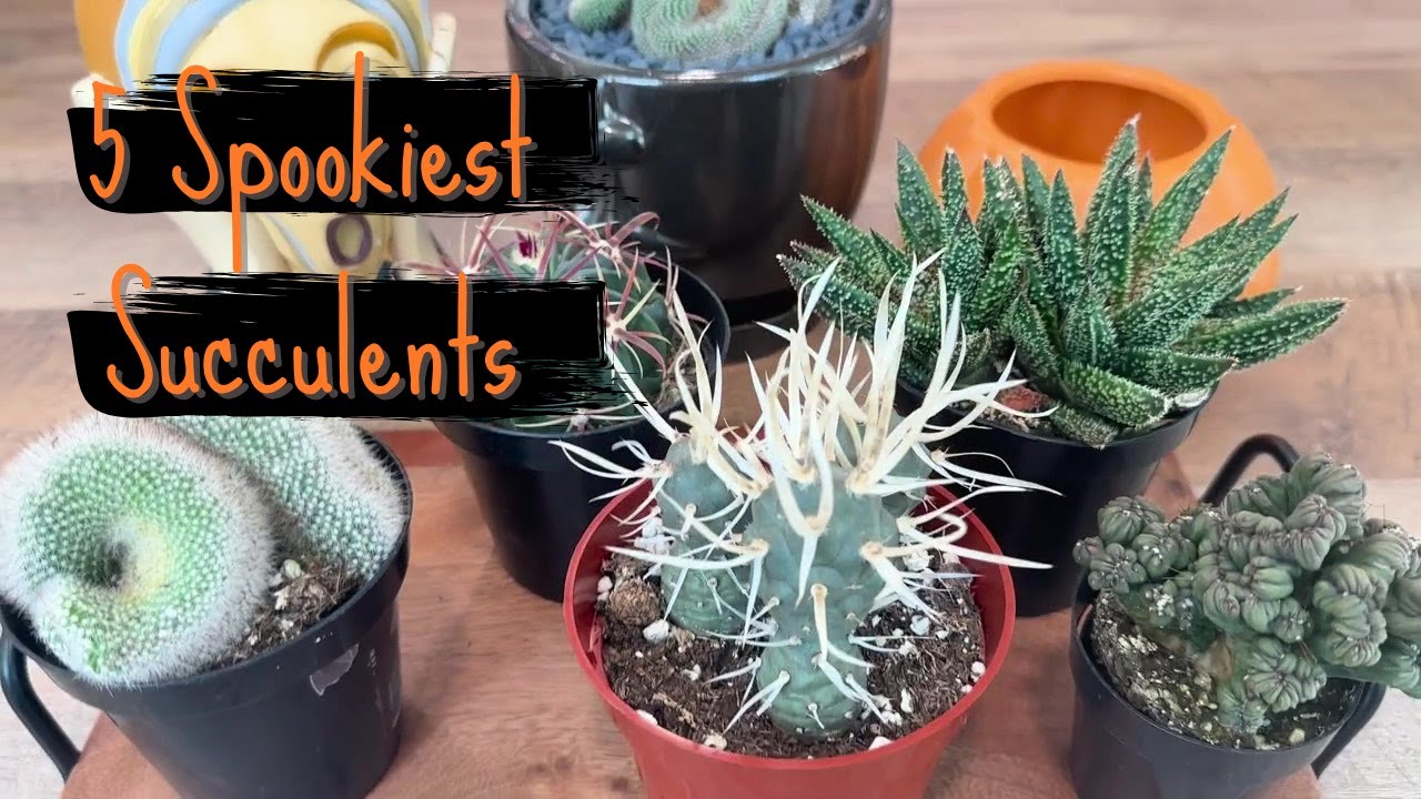 Top 5 Spookiest Succulents for Halloween 🎃🌵