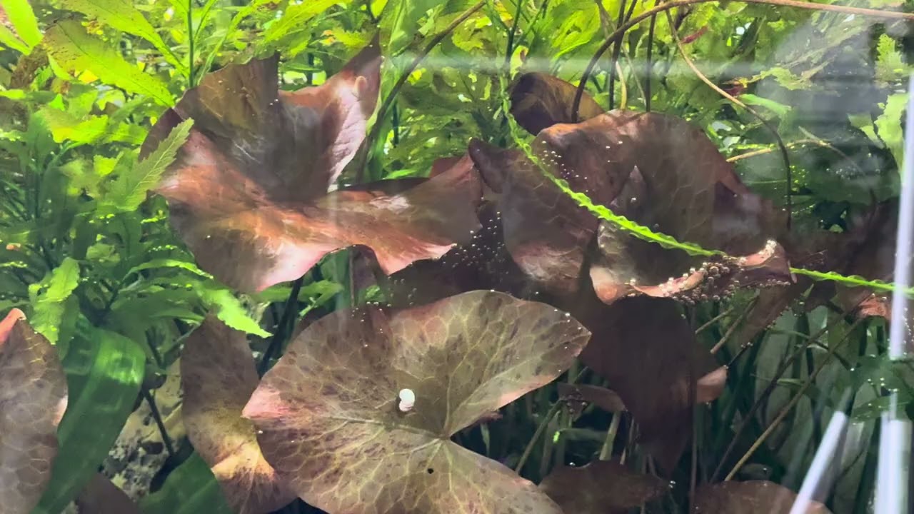 120cmレギュラー水槽の現状