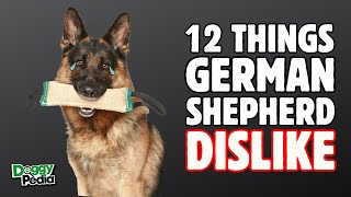 12 Things German Shepherds Hate That You Should Avoid