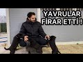 YAVRU KÖPEKLER FİRAR ETTİ!