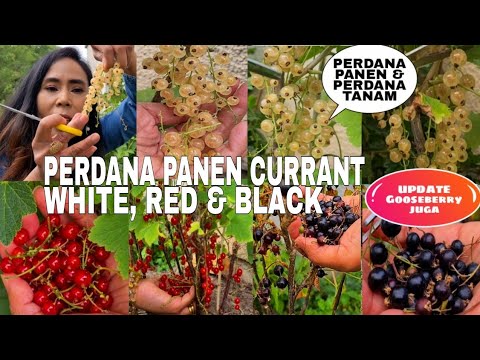 Video: Gooseberry Adalah Buah Beri Berduri. Menanam, Tumbuh, Merawat. Foto