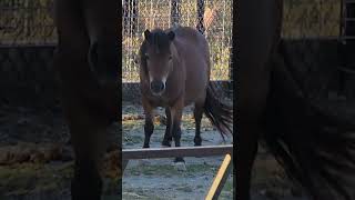Serious Pony Conducts A Smell Test.