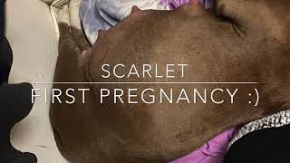 Scarlets first pregnancy!! / pit bull birth