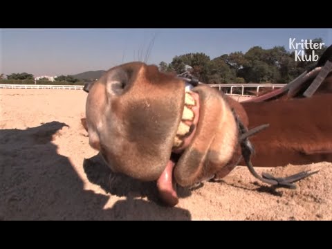 lazy-a**-horse-plays-dead-every-time-you-ride-|-kritter-klub