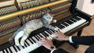 Howl's Moving Catsle OST for Meow - Promise of the World [Piano Meowssage]