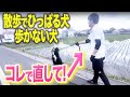 【犬しつけ】散歩の引っ張り・歩かない犬はコレで治せます!【ドッグトレーナー解説】