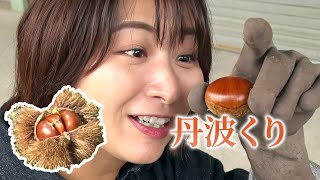 JA京都「丹波くり」浅田さん (南丹市八木町)｜KBS京都テレビ「あぐり