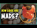 How EGGS are made in Chickens