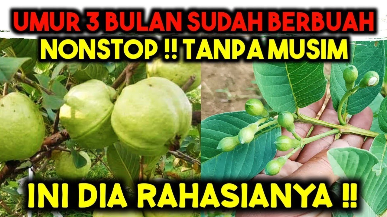 TERBONGKAR ‼️ RAHASIA CARA MEMAKSA JAMBU KRISTAL CEPAT BERBUAH LEBAT TANPA MUSIM