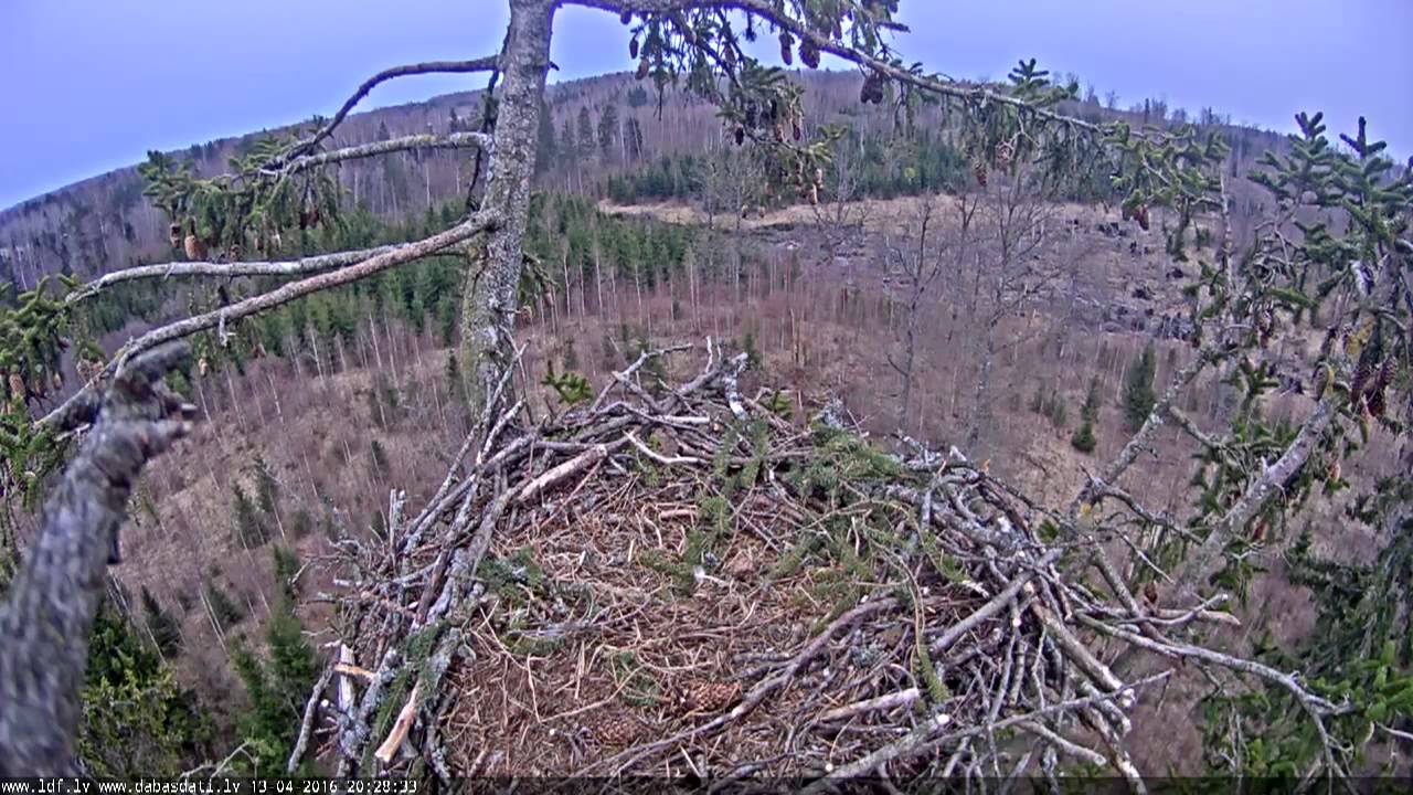 zeltgalvītis 2016 04 13 - YouTube