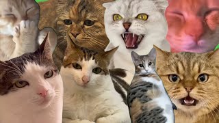 Celebrity Best Cat Memes part 4 Net Worth