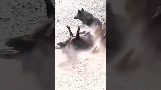 Deadly Aim: Wild Boar Hunt 🐗🎯🔥#shorts #viral #hunting #tribe #wildlife #hunt #hunters #hadzabetribe