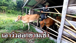 เอาวัวออกกินหญ้ายามเช้า |ເອົາງົວກິນຫຍ້າ