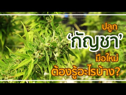 วีดีโอ: บลูเบอร์รี่ทรงสูง: คำอธิบาย การปลูกและการดูแล การสืบพันธุ์