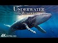 Underwater Wonders 4K -  Incredible Colorful Ocean Life | Marine Life | Scenic Relaxation Film