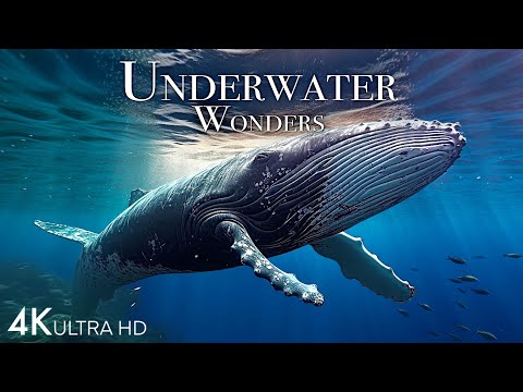 WONDERS UNDER WATER　写真集 △01)【同梱不可】レニ・リーフェンシュタール 写真作品集