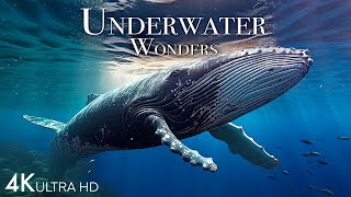 Underwater Wonders 4K -  Incredible Colorful Ocean Life | Marine Life | Scenic Relaxation Film by Scenic Scenes 27,161 views 6 months ago 30 minutes