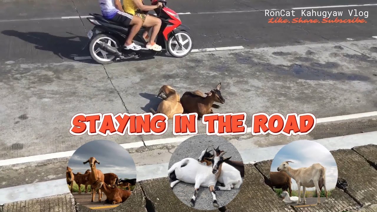Goats On The Road #animals #goat - YouTube
