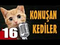 Konuşan Kediler 16 - En Komik Kedi Videoları