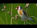 EUROPEAN GOLDFINCH | Carduelis carduelis | Stehlík obecný | Stieglitz | Chardonneret | Bird call