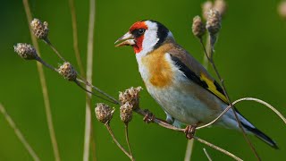 Bird sounds - European goldfinch (Carduelis carduelis)