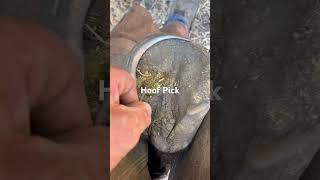 Hoof Pick Made By The Horse Rjf