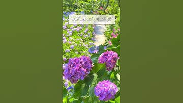 غافر الذنب وقابل التوب شديد العقاب-سورة غافر-القارئ خالد الجليل-(قرآن كريم)