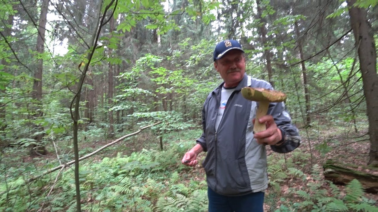 ВЛОГ По грибы с Борисом 27 июля 2018 г.