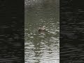 カルガモの求愛