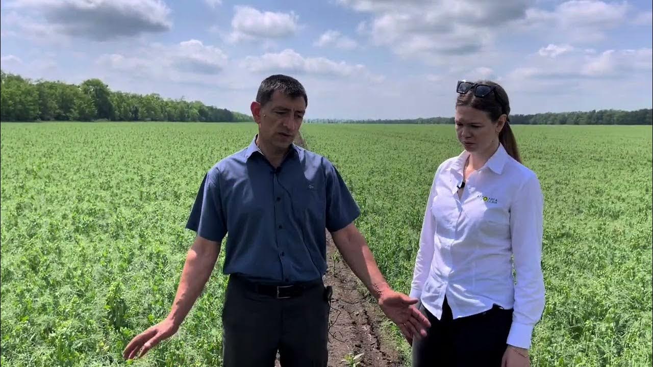 ГОРОХ НОРДМАН: +6,5 Ц/ГА В ЗАСУШЛИВЫХ УСЛОВИЯХ - YouTube