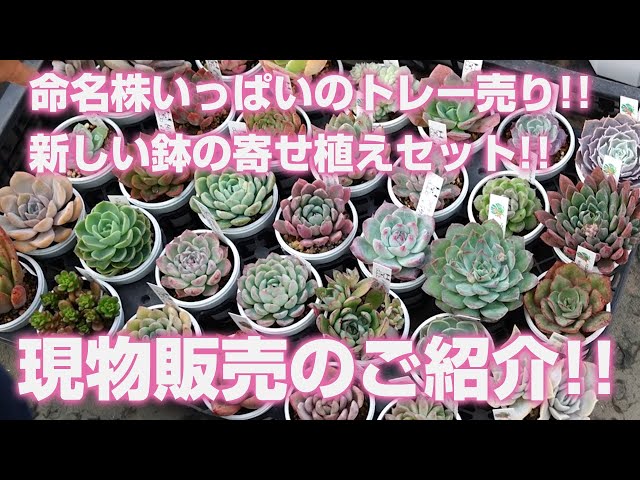 多肉植物】現物販売のご紹介!!【succulent】トロピカルガーデン - YouTube