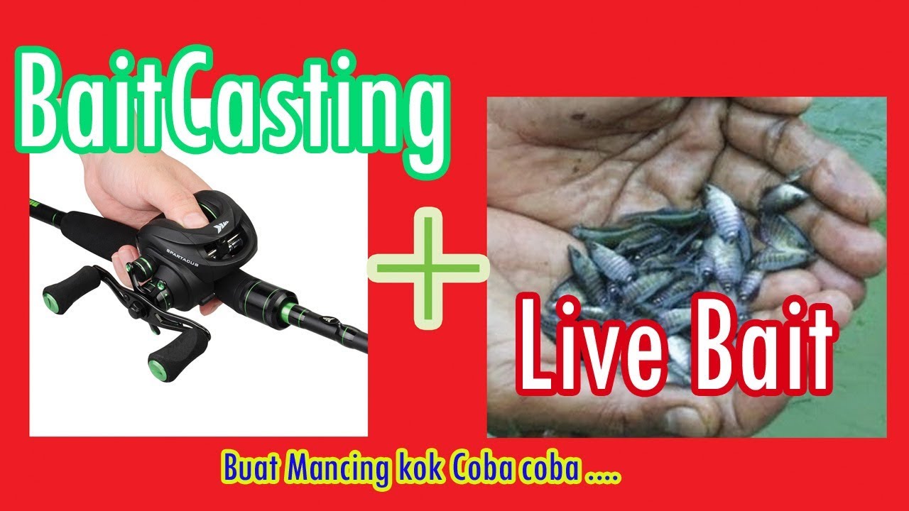 Umpan Ikan Gabus Paling Ampuh Sekali Casting Langsung Strike Begini