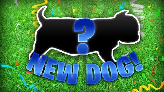 NEW ADDITION TO PRETTY BULLY KENNELS!