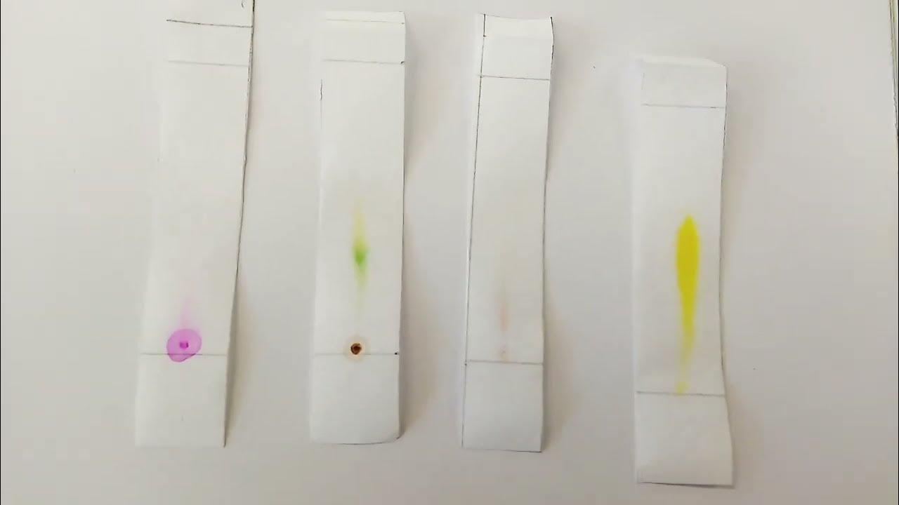 Paper Chromatography Experiment YouTube