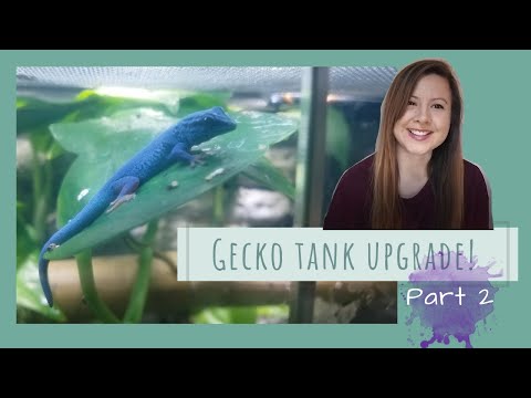 electric-blue-day-gecko-enclosure-upgrade---planting---part-2