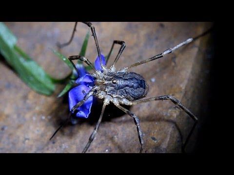 Huge Vegetarian Harvestman (Grand-Daddy-Longlegs) eating a Flower - these Arachnids are not Spiders!