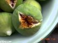 لو بتشوفو بضيعتنا نجومي