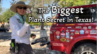 Is this H-E-B A Secret Plant Location? | Keep Austin Gardening