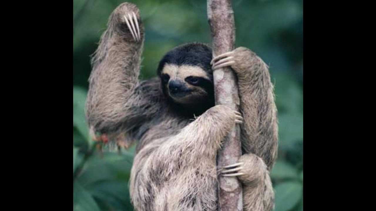 JS16 - Rosegarden (Komytea Remix) - YouTube