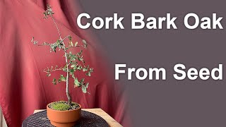 Oak Bonsai from Seed, Repot and Prune - March 2019 - Small Balcony Bonsai - YouTube Oak Bonsai from Seed, Repot and Prune - March 2019 - Small Balcony Bonsai - YouTube