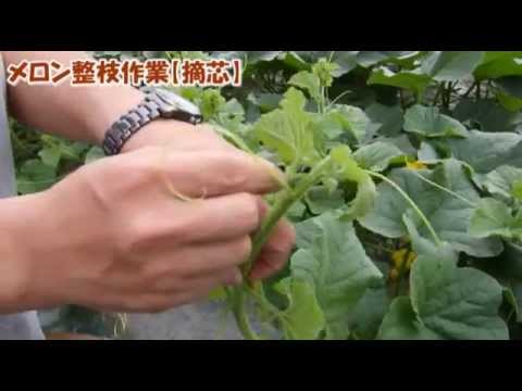 12 メロン摘芯 寺坂農園 北海道 富良野 Youtube
