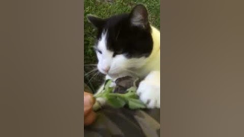 Catnip Addict